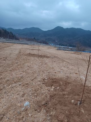 고공주님의 자두 · 자유게시판 작성글 사진