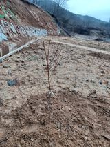 고공주님의 자두·자유게시판 작성글 사진