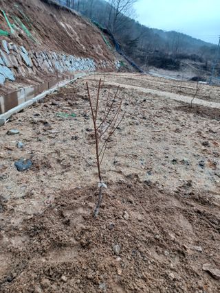 고공주님의 자두 · 자유게시판 작성글 사진