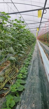 팜모닝 오이·자유게시판 게시글 이미지