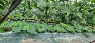 멋쟁이 아낙네 ^^님의 오이 · 자유게시판 작성글 사진