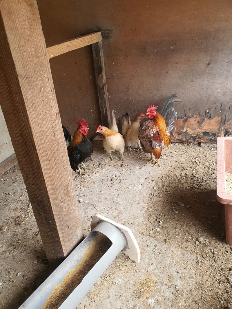 장터 상품 [세라마] 썸네일