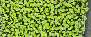 박호성님의 배추 · 파종•정식 작성글 사진