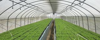 박호성님의 배추 · 파종•정식 작성글 사진