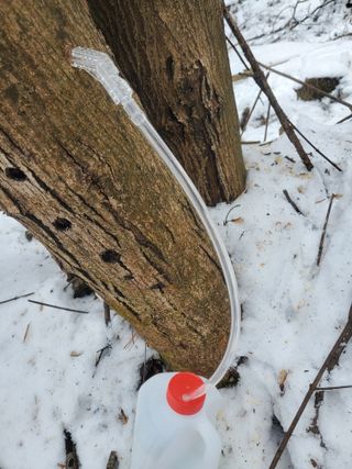 약초꾼님의 기타작물 · 자유게시판 작성글 사진