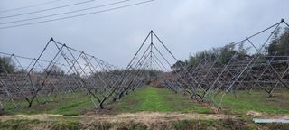 김중언님의 우리지역 대표작물 자랑하기 · 참여글 작성글 사진