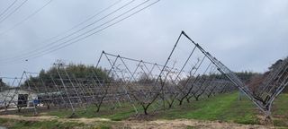 김중언님의 우리지역 대표작물 자랑하기 · 참여글 작성글 사진