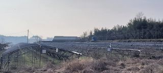 김중언님의 우리지역 대표작물 자랑하기 · 참여글 작성글 사진