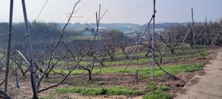 김중언님의 우리지역 대표작물 자랑하기 · 참여글 작성글 사진