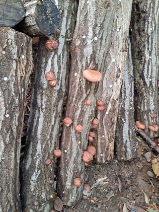 별빛농장지기님의 복숭아 · 자유게시판 작성글 사진