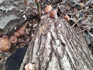 별빛농장지기님의 복숭아 · 자유게시판 작성글 사진