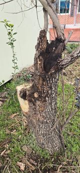 팜모닝 감·병해충상담 게시글 이미지