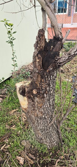 이근형님의 감 · 병해충상담 작성글 사진