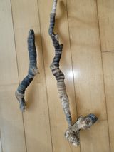 팜모닝 버섯·수확 게시글 이미지