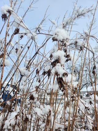 백화산지킴이산야초님의 포도 · 자유게시판 작성글 사진