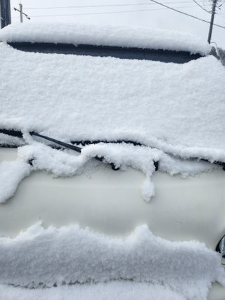 백화산지킴이산야초님의 포도 · 자유게시판 작성글 사진