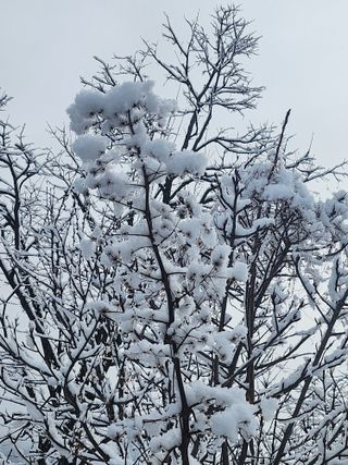백화산지킴이산야초님의 포도 · 자유게시판 작성글 사진