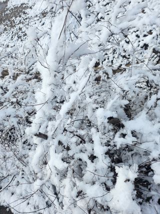 백화산지킴이산야초님의 포도 · 자유게시판 작성글 사진