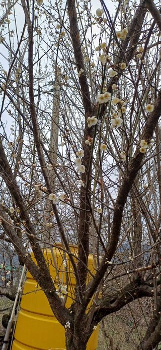 이강재님의 매실 · 자유게시판 작성글 사진