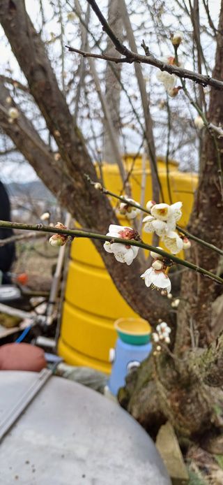 이강재님의 매실 · 자유게시판 작성글 사진