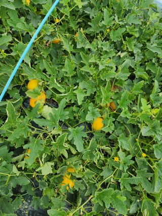 오여사님의 우리지역 대표작물 자랑하기 · 참여글 작성글 사진