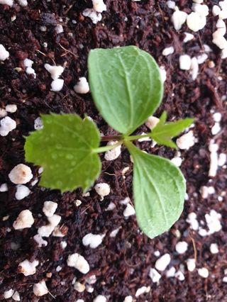 나무도깨비농원님의 기타작물 · 자유게시판 작성글 사진