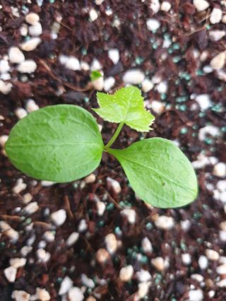 나무도깨비농원님의 기타작물 · 자유게시판 작성글 사진