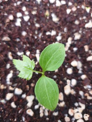 나무도깨비농원님의 기타작물 · 자유게시판 작성글 사진