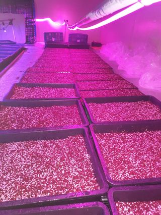 나무도깨비농원님의 기타작물 · 자유게시판 작성글 사진