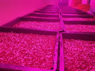 나무도깨비농원님의 기타작물 · 자유게시판 작성글 사진