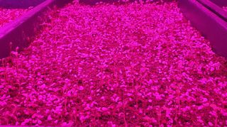 나무도깨비농원님의 기타작물 · 자유게시판 작성글 사진