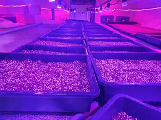 나무도깨비농원님의 기타작물 · 자유게시판 작성글 사진