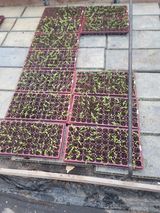 팜모닝 고추·영농일지 게시글 이미지