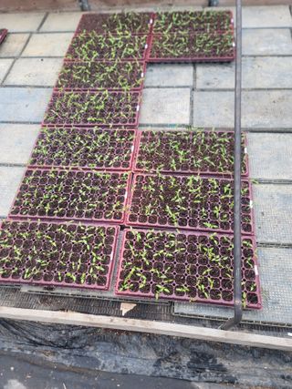 이석기님의 고추 · 영농일지 작성글 사진