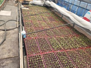 이석기님의 고추 · 영농일지 작성글 사진