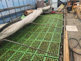 이석기님의 고추 · 영농일지 작성글 사진