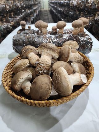 정완수님의 우리지역 대표작물 자랑하기 · 참여글 작성글 사진