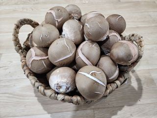 정완수님의 우리지역 대표작물 자랑하기 · 참여글 작성글 사진