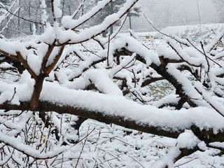 신신기루님의 고추 · 영농일지 작성글 사진