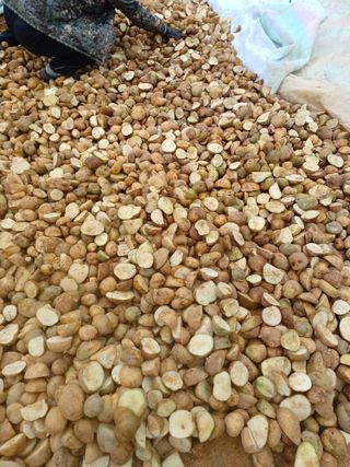 결단이님의 우리지역 대표작물 자랑하기 · 참여글 작성글 사진