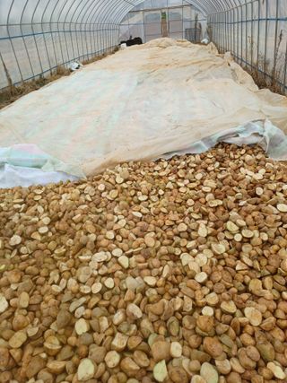 결단이님의 우리지역 대표작물 자랑하기 · 참여글 작성글 사진