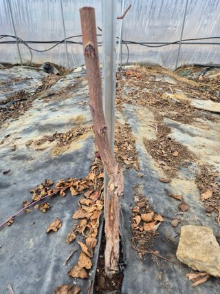 가인 5362님의 우리지역 대표작물 자랑하기 · 참여글 작성글 사진