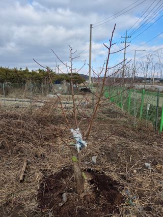 가인 5362님의 우리지역 대표작물 자랑하기 · 참여글 작성글 사진