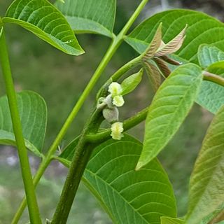 알 수 없음님의 우리지역 대표작물 자랑하기 · 참여글 작성글 사진