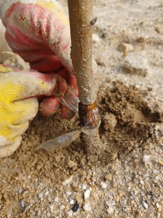 고공주님의 자두·자유게시판 작성글 사진