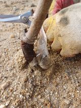 고공주님의 자두·자유게시판 작성글 사진