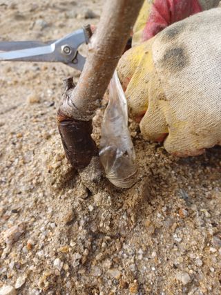 고공주님의 자두 · 자유게시판 작성글 사진