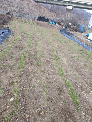 슈퍼맨님의 우리지역 대표작물 자랑하기 · 참여글 작성글 사진