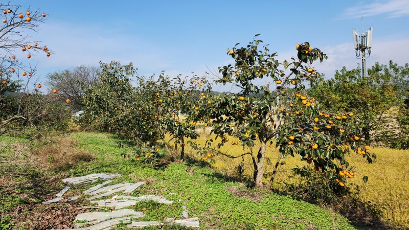 장터 상품 [감나무 대봉감 단감 등] 썸네일