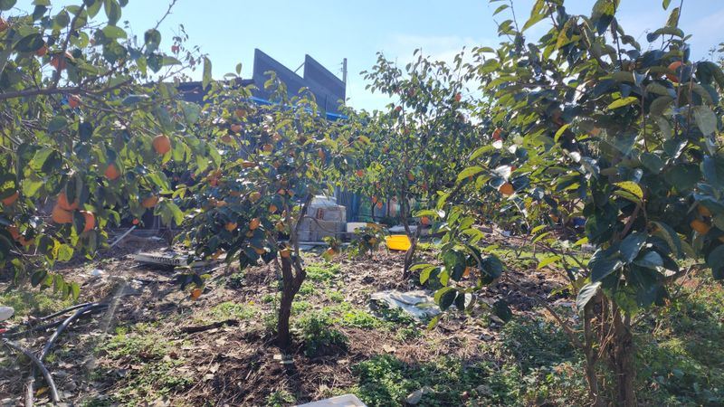 서천어리모산농장님의 장터 판매 상품 [감나무 대봉감 단감 등] 첨부 사진